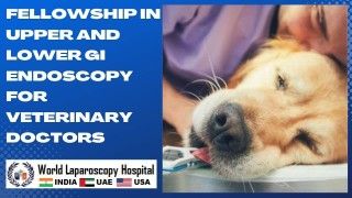 Become a Veterinary Endoscopy Specialist: Fellowship Program in Upper and Lower GI Endoscopy.